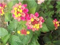 79f84845-Picture 009.jpg